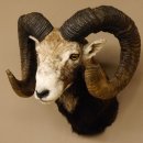 Mufflon (Ovis gmelini musimon) Präparat HL 77 cm Kopf Schulter Haupt 85.12.88