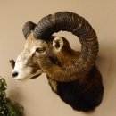 Mufflon (Ovis gmelini musimon) Präparat HL 77 cm Kopf Schulter Haupt 85.12.88