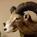 Mufflon (Ovis gmelini musimon) Präparat HL 77 cm Kopf Schulter Haupt 85.12.88