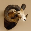 Mufflon (Ovis gmelini musimon) Präparat HL 77 cm Kopf Schulter Haupt 85.12.88