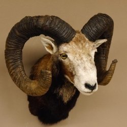 Mufflon (Ovis gmelini musimon) Präparat HL 77 cm Kopf Schulter Haupt 85.12.88