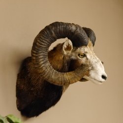 Mufflon (Ovis gmelini musimon) Präparat HL 77 cm Kopf Schulter Haupt 85.12.88