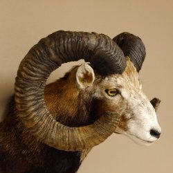 Mufflon (Ovis gmelini musimon) Präparat HL 77 cm Kopf Schulter Haupt 85.12.88