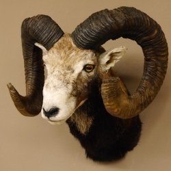 Mufflon (Ovis gmelini musimon) Präparat HL 77 cm Kopf Schulter Haupt 85.12.88