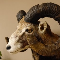Mufflon (Ovis gmelini musimon) Präparat HL 77 cm Kopf Schulter Haupt 85.12.88
