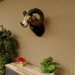 Mufflon (Ovis gmelini musimon) Präparat HL 77 cm Kopf Schulter Haupt 85.12.88