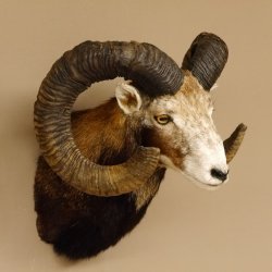 Mufflon (Ovis gmelini musimon) Präparat HL 77 cm Kopf Schulter Haupt 85.12.88