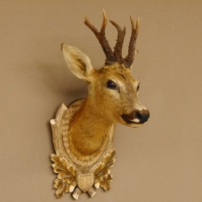 Rehbock abnormer Kopf 3 Stangen Bock Präparat Höhe 54 cm Geweih Reh Kopfpräparat geschnitztem Trophäenschild 85.11.99