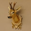 Rehbock abnormer Kopf 3 Stangen Bock Präparat Höhe 54 cm Geweih Reh Kopfpräparat geschnitztem Trophäenschild 85.11.99