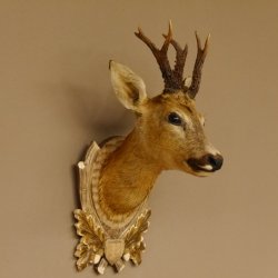 Rehbock abnormer Kopf 3 Stangen Bock Präparat Höhe 54 cm Geweih Reh Kopfpräparat geschnitztem Trophäenschild 85.11.99