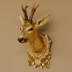 Rehbock abnormer Kopf 3 Stangen Bock Präparat Höhe 54 cm Geweih Reh Kopfpräparat geschnitztem Trophäenschild 85.11.99