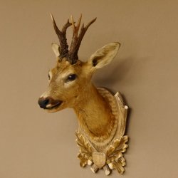 Rehbock abnormer Kopf 3 Stangen Bock Präparat Höhe 54 cm Geweih Reh Kopfpräparat geschnitztem Trophäenschild 85.11.99