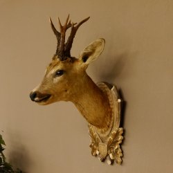 Rehbock abnormer Kopf 3 Stangen Bock Präparat Höhe 54 cm Geweih Reh Kopfpräparat geschnitztem Trophäenschild 85.11.99