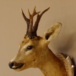 Rehbock abnormer Kopf 3 Stangen Bock Präparat Höhe 54 cm Geweih Reh Kopfpräparat geschnitztem Trophäenschild 85.11.99