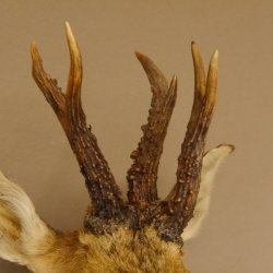 Rehbock abnormer Kopf 3 Stangen Bock Präparat Höhe 54 cm Geweih Reh Kopfpräparat geschnitztem Trophäenschild 85.11.99