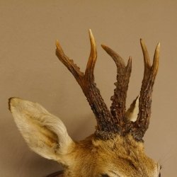 Rehbock abnormer Kopf 3 Stangen Bock Präparat Höhe 54 cm Geweih Reh Kopfpräparat geschnitztem Trophäenschild 85.11.99