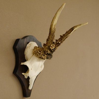 Rehgeweih Reh Geweih Gehörn Rehbock Trophäe auf Trophäenschild 606.128