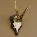 Rehgeweih Reh Geweih Gehörn Rehbock Trophäe auf Trophäenschild 606.128