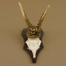 Rehgeweih Reh Geweih Gehörn Rehbock Trophäe auf Trophäenschild 606.128