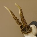 Rehgeweih Reh Geweih Gehörn Rehbock Trophäe auf Trophäenschild 606.128