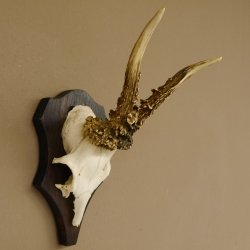 Rehgeweih Reh Geweih Gehörn Rehbock Trophäe auf Trophäenschild 606.128