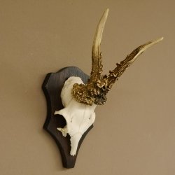 Rehgeweih Reh Geweih Gehörn Rehbock Trophäe auf Trophäenschild 606.128