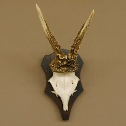 Rehgeweih Reh Geweih Gehörn Rehbock Trophäe auf Trophäenschild 606.128