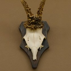 Rehgeweih Reh Geweih Gehörn Rehbock Trophäe auf Trophäenschild 606.128