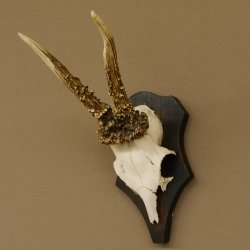 Rehgeweih Reh Geweih Gehörn Rehbock Trophäe auf Trophäenschild 606.128