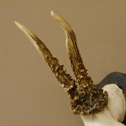 Rehgeweih Reh Geweih Gehörn Rehbock Trophäe auf Trophäenschild 606.128