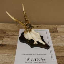 Rehgeweih Reh Geweih Gehörn Rehbock Trophäe auf Trophäenschild 606.128