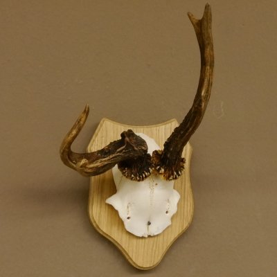 Rehgeweih abnormes Reh Geweih Gehörn Rehbock Trophäe auf Trophäenschild 606.129