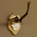 Rehgeweih abnormes Reh Geweih Gehörn Rehbock Trophäe auf Trophäenschild 606.129