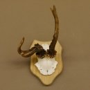 Rehgeweih abnormes Reh Geweih Gehörn Rehbock Trophäe auf Trophäenschild 606.129