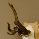 Rehgeweih abnormes Reh Geweih Gehörn Rehbock Trophäe auf Trophäenschild 606.129