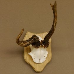 Rehgeweih abnormes Reh Geweih Gehörn Rehbock Trophäe auf Trophäenschild 606.129