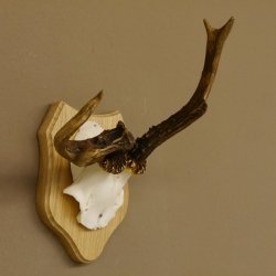 Rehgeweih abnormes Reh Geweih Gehörn Rehbock Trophäe auf Trophäenschild 606.129