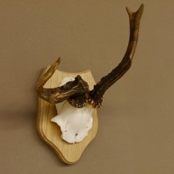 Rehgeweih abnormes Reh Geweih Gehörn Rehbock Trophäe auf Trophäenschild 606.129