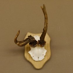 Rehgeweih abnormes Reh Geweih Gehörn Rehbock Trophäe auf Trophäenschild 606.129