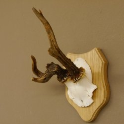 Rehgeweih abnormes Reh Geweih Gehörn Rehbock Trophäe auf Trophäenschild 606.129