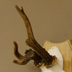 Rehgeweih abnormes Reh Geweih Gehörn Rehbock Trophäe auf Trophäenschild 606.129
