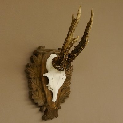 Rehgeweih Reh Geweih Gehörn Rehbock Trophäe auf geschnitztem Trophäenschild 606.131