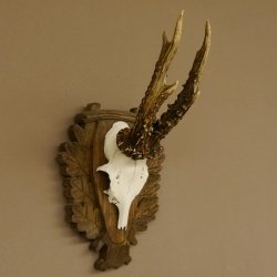 Rehgeweih Reh Geweih Gehörn Rehbock Trophäe auf geschnitztem Trophäenschild 606.131