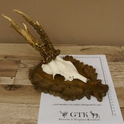 Rehgeweih Reh Geweih Gehörn Rehbock Trophäe auf geschnitztem Trophäenschild 606.131