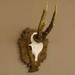 Rehgeweih Reh Geweih Gehörn Rehbock Trophäe auf geschnitztem Trophäenschild 606.131