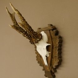Rehgeweih Reh Geweih Gehörn Rehbock Trophäe auf geschnitztem Trophäenschild 606.131