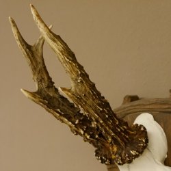 Rehgeweih Reh Geweih Gehörn Rehbock Trophäe auf geschnitztem Trophäenschild 606.131