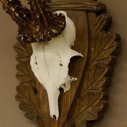 Rehgeweih Reh Geweih Gehörn Rehbock Trophäe auf geschnitztem Trophäenschild 606.131