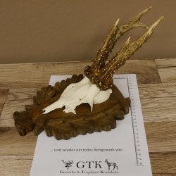 Rehgeweih Reh Geweih Gehörn Rehbock Trophäe auf geschnitztem Trophäenschild 606.131