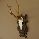 Rehgeweih Reh 6 er Geweih Gehörn Rehbock Trophäe auf geschnitztem Trophäenschild 606.134